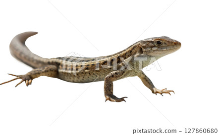 iguana isolated on white background iguana isolated on white background 127860680