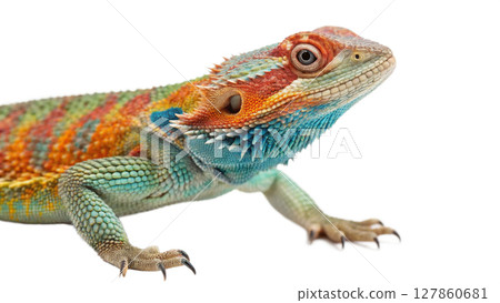 iguana isolated on white background iguana isolated on white background 127860681