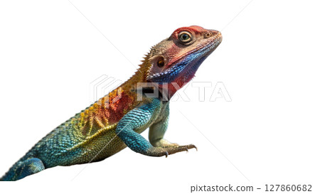 iguana isolated on white background iguana isolated on white background 127860682