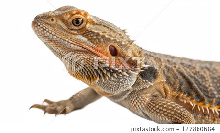 iguana isolated on white background iguana isolated on white background 127860684