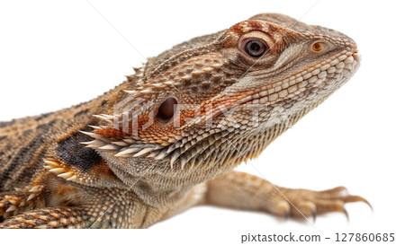 the iguana on white background the iguana on white background 127860685