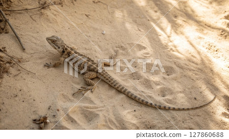 lizard on the rock 127860688