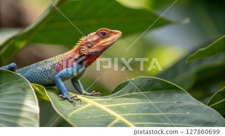 lizard on tree in the garden 127860699