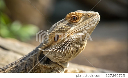 close up of a crocodile 127860725