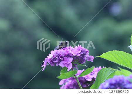《相模原公園》巨型蜻蜓與繡球花的聯袂 《相模原公園》巨型蜻蜓與繡球花的聯袂 127860735
