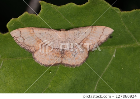 Living creatures, insects, two-striped spider moth, light brown, about two centimeters wide. The black spots and line patterns on the wings seem to be stable. 127860924