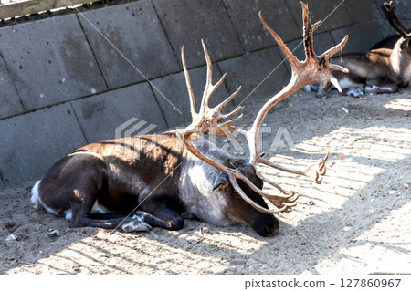 Beautiful horned deer. Animal protection 127860967