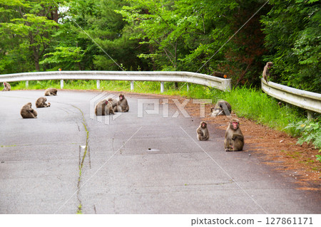 Encounter with wild monkeys in the mountains of Okayama Prefecture Encounter with wild monkeys in the mountains of Okayama Prefecture 127861171
