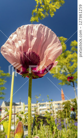 Upward View of a Pink Poppy Flower in an Urban Garden Under Blue Sky Upward View of a Pink Poppy Flower in an Urban Garden Under Blue Sky 127861259