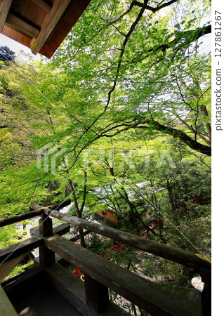 Fresh greenery seen from Kifune Shrine, located along the Kifune River, the source of the Kamo River in Kyoto 127861267