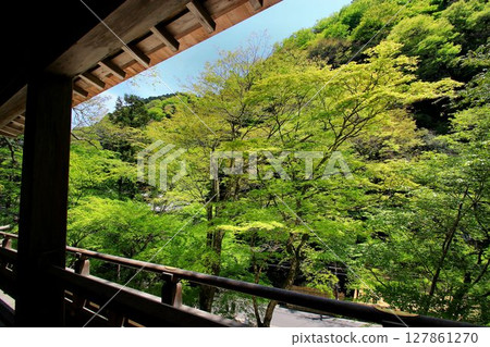 Fresh greenery seen from Kifune Shrine, located along the Kifune River, the source of the Kamo River in Kyoto 127861270
