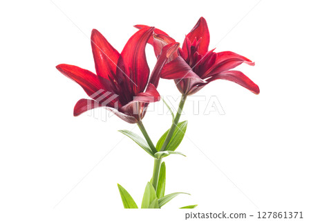 Macro of two red lilies isolated on white 127861371