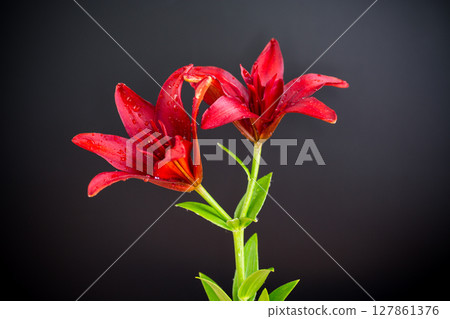 Macro of two red lilies isolated on black Macro of two red lilies isolated on black 127861376