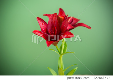 Pair of fresh red lilies on clean green background 127861378