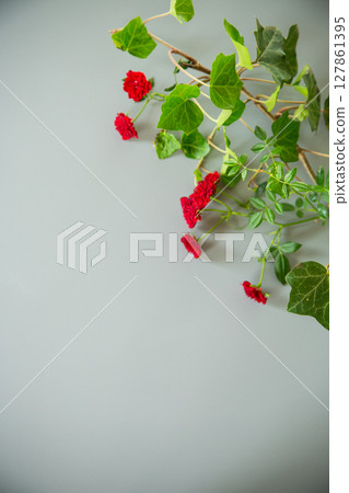Miniature red roses isolated on gray background Miniature red roses isolated on gray background 127861395