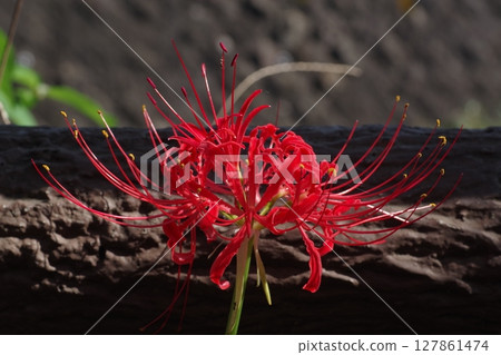 秋月秋色紅石蒜石蒜石蒜9 127861474