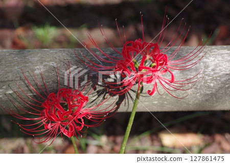 Harvest Moon Autumn Colors Higanbana Lycoris Spider Lily 8 127861475
