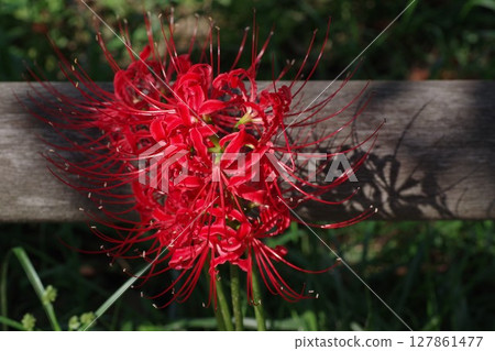 秋月秋色紅蜘蛛百合石蒜蜘蛛百合 6 127861477