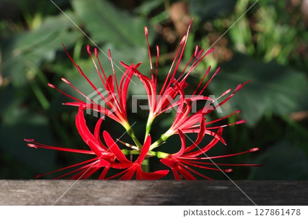 秋月秋色紅蜘蛛百合石蒜蜘蛛百合5 秋月秋色紅蜘蛛百合石蒜蜘蛛百合5 127861478