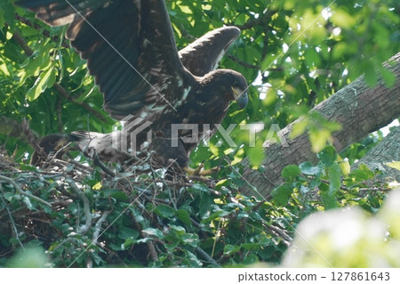 A young white-tailed eagle with its wings spread wide 127861643