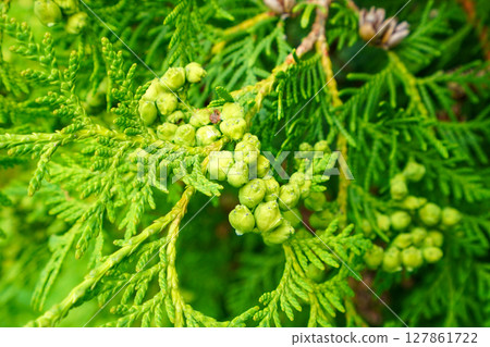 Young fruit of Ooi hiba 127861722
