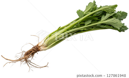 fresh green celery on white background fresh green celery on white background 127861948