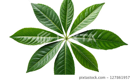 green leaf of mango tree isolated on white green leaf of mango tree isolated on white 127861957