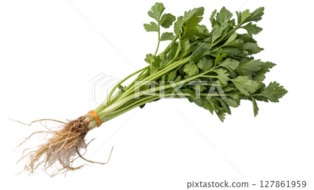 parsley isolated on white background 127861959