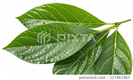 green leaf isolated on white background green leaf isolated on white background 127861963