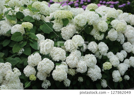 白色繡球花 白色繡球花 127862049
