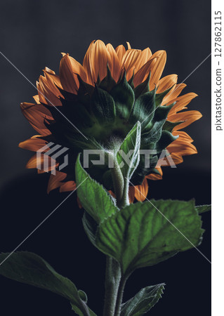 從後面看花瓶裡的向日葵 127862115