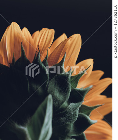 黑色背景上向日葵的背面視圖 127862116