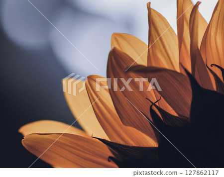 Transparent sunflower petals in the backlight Transparent sunflower petals in the backlight 127862117