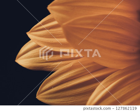 Sunflower petals close-up 127862119