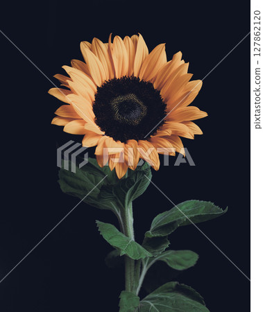 A single yellow sunflower like the sun on a black background 127862120