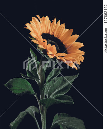 A large sunflower vase on a black background 127862122