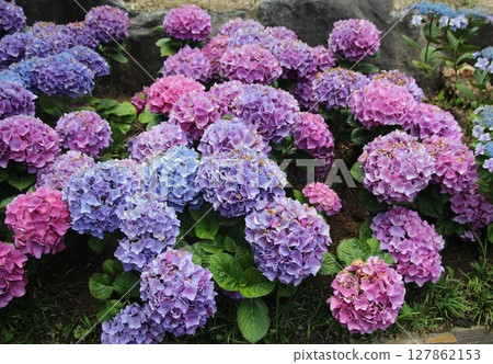片原溫泉繡球花村的五彩繡球花盛開。 片原溫泉繡球花村的五彩繡球花盛開。 127862153