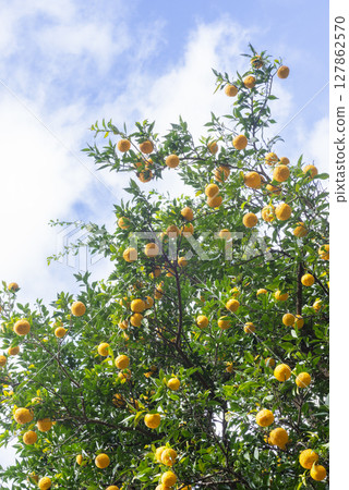 A lot of ripe yuzu under the blue sky 127862570