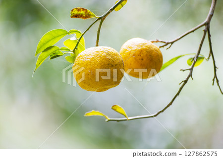 樹上的柚子 樹上的柚子 127862575