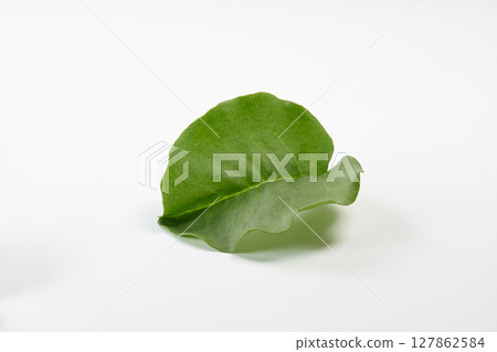 Okawakame image 127862584