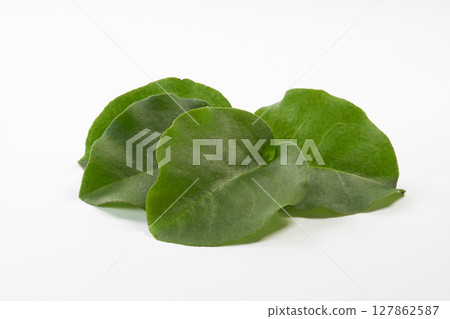 Okawakame 圖像 127862587