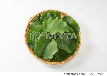 Okawakame 圖像 Okawakame 圖像 127862596