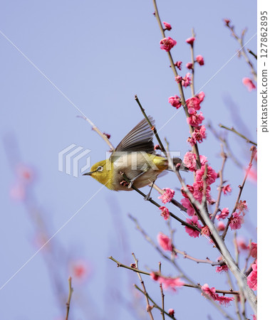 A Japanese white-eye takes off from a plum tree, heralding the arrival of spring. 127862895