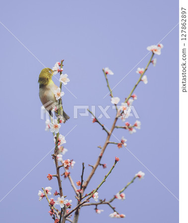 Mejiro吮吸梅花的蜂蜜 127862897