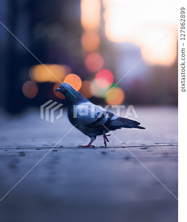 Pigeons walking in the city in the morning 127862899