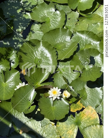 荷塘中盛開的睡蓮 127863051