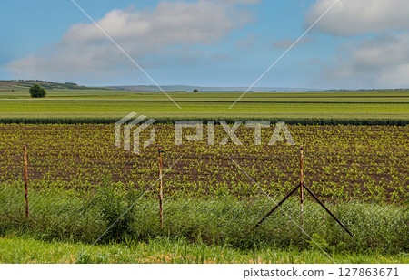 Agricultural farm field with fence Agricultural farm field with fence 127863671