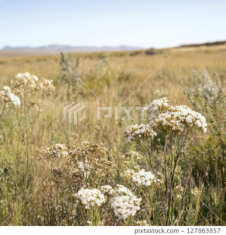 Wildflowers bloom in a meadow Wildflowers bloom in a meadow 127863857
