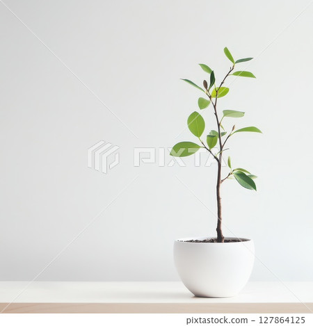 White pot plant on wooden table 127864125