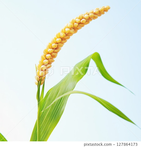 Corn plant with yellow kernels growing in sunlight 127864173